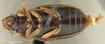 Media type: image;   Entomology 34663 Aspect: habitus ventral view